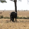 TZA MAR SerengetiNP 2016DEC24 ThachKopjes 007 : 2016, 2016 - African Adventures, Africa, Date, December, Eastern, Mara, Month, Places, Serengeti National Park, Tanzania, Thach Kopjes, Trips, Year